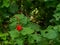Vibrant red flower on top of lush green insect eaten leaves