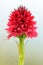 Vibrant red flower Vanilla Orchid