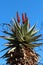 Vibrant Red Flowers on a Cape Aloe Hybrid Against a Blue Sky