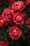 Vibrant red garden roses covered in raindrops