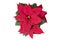 Vibrant red holiday Christmas pointsettia, top view, isolated on