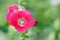 Vibrant Red Hollyhock