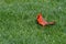 Vibrant Red Male Cardinal in Green Gras Covered in Dewey Droplets - Cardinalis cardinalis