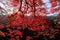 Vibrant red maple tree in Japan