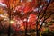 Vibrant red maple tree in a temple, Japan