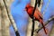 Vibrant red Northern Cardinal perched atop a tree branch