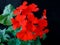 Vibrant red pelargonium flower, geranium or storks bill grade Caliente Orange