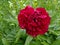 A vibrant red peony with dew drops on its petals, surrounded by lush green leaves