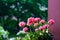 Vibrant red pink buds of flowering blooming pelargonium geranium flower plant outdoors in the rain