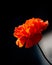 Vibrant red Poppy flower against a striking black background