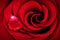 Vibrant Red Rose Close Up Macro with Ruby Heart