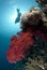 Vibrant red soft coral with scuba diver silhouette