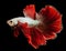 The vibrant red tailed betta fish gracefully swims through the water its tail fluttering behind it in a mesmerizing display.