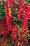 Vibrant red Virginia creeper in the autumn sun. Parthenocissus quinquefolia