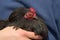 Vibrant red wattle and comb of black pekin bantams face under sunlight