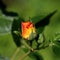 Vibrant Red and Yellow Rose Bud with Intricate Orange Detail - Close-Up Photo