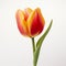 Vibrant Red And Yellow Tulip: Minimal Retouching With Enhanced Colors