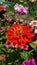 Vibrant Reddish orange  Aster Flower