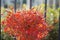 Vibrant redvein enkianthus illuminated by the warm sunlight on a bright, sunny day