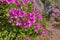 Vibrant regal pelargonium from the geranium species blooming and blossoming in a dry natural landscape in South Africa