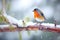 vibrant robin standing on a snow-laden pine branch