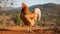 Vibrant Rooster Outdoors: Light Red And Gold Style 32k Uhd