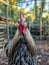 Vibrant Rooster Portrait in Rustic Setting