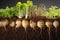 Vibrant root vegetables with lush tops growing in rich soil, side view cross section