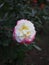 Vibrant rose blooming in a lush garden, featuring soft white petals