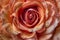 Vibrant rose close-up