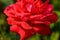 Vibrant Rose close up macro.Red Rose petals. Red Rose. Flower.