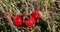 Vibrant rose hips, accessory fruit of diverse rose species.