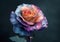 Vibrant rose with multicolored petals