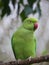 Vibrant Rose-ringed Parakeet parrot perched on top of a tall, leafy tree branch