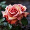 Vibrant roses with delicate dewdrops, showcasing nature's intricate beauty. AI generation