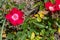 Vibrant roses growing in the Cornish countryside