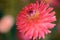 Vibrant round pink colored dahlia