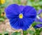 A vibrant royal blue pansy flower close up with a blurred background.