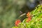 Vibrant Ruby-throated hummingbird fluttering amongst lush green foliage and vibrant flowers