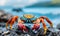 Vibrant Sally Lightfoot Crab Perched on Rocky Shore with Ocean Background, Wildlife in Natural Habitat, Coastal Ecosystem and