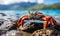 Vibrant Sally Lightfoot Crab Perched on Rocky Shore with Ocean Background, Wildlife in Natural Habitat, Coastal Ecosystem and