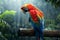 Vibrant Scarlet Macaw Parrot Perched on Branch in Rainforest During Rain Shower