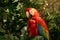 Vibrant Scarlet Macaw Parrot Perched in Lush Greenery, Exuding Tropical Elegance and Wildlife Majesty