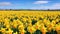 Vibrant Scottish Landscape: Majestic Daffodil Field In 8k Resolution
