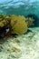 Vibrant sea fan and coral in natural Caribbean seascape