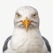 Vibrant Seagull Headshot In Dusseldorf School Style - High-quality 8k Ultra-clear Art
