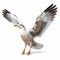 Vibrant Seagull With Open Wing - High Resolution Commercial Imagery