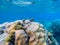 Vibrant seascape with blue water and coral reef. Underwater view of tropic sea bottom. Tropical sea snorkeling or diving