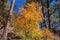 Vibrant Sedona Fall Scenery Along West Fork Trail in Sedona