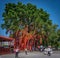 Vibrant Sekinchan Wishing Tree in Selangor